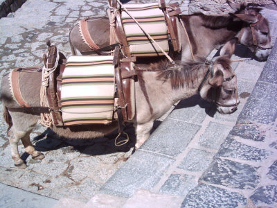 Poor mistreated donkeys at Lindos, Rhodes